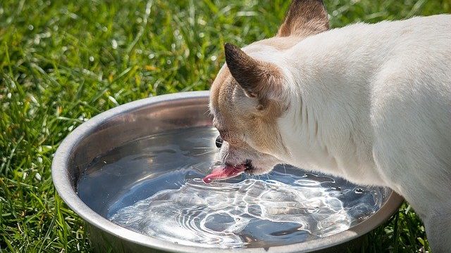 犬が水を飲むとむせる原因