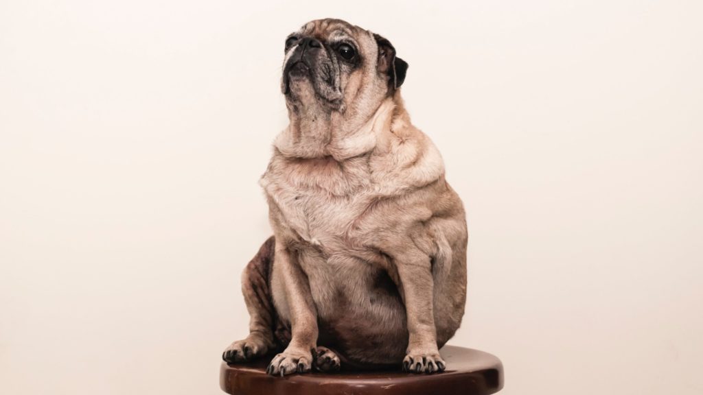 椅子に座った肥満犬