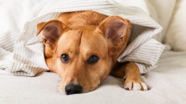犬が震える6つの理由【対処法も解説！】なぜ愛犬は震えるのか？