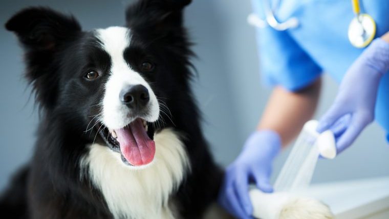 犬が異物を誤食したとき、動物病院に行くタイミング