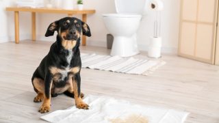 【子犬のトイレのしつけ方】トイレトレーニングは4つのポイントを押さえて完璧！