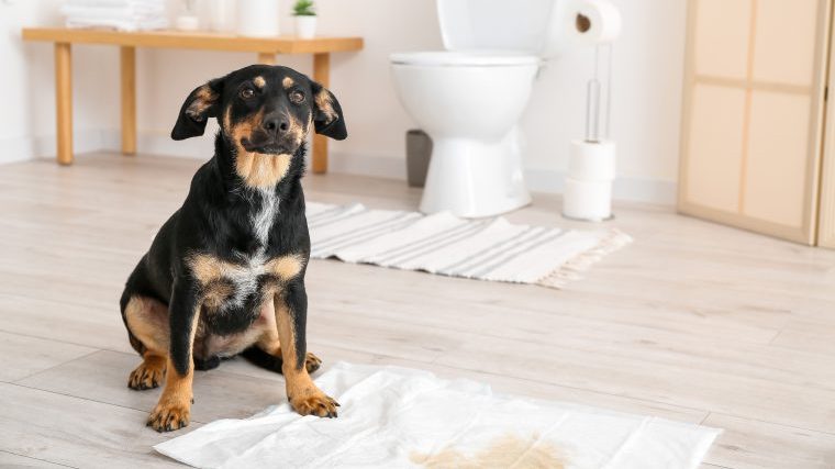 【子犬のトイレのしつけ方】トイレトレーニングは4つのポイントを押さえて完璧！