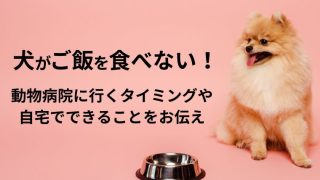 犬がご飯を食べない！わがまま？動物病院に行くタイミングと自宅での対処法をお伝え！