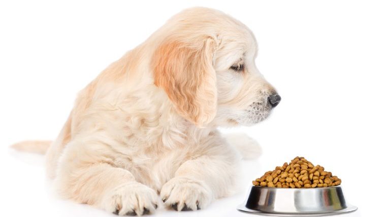 子犬がご飯を食べないとき～家でできる10つの対処法