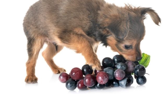 【犬がブドウ・レーズンを食べた！】症状や中毒量、治療法を獣医師が解説