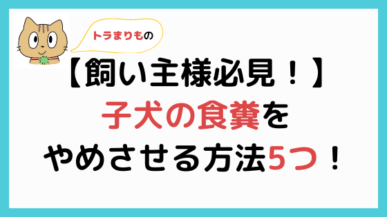 子犬が便を食べる 子犬の食糞対策5つ これだけでok