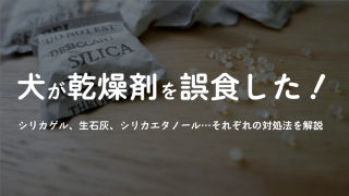 犬がタバコをかじったときの具体的な対処法を解説