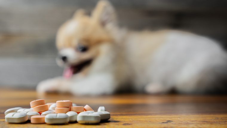 犬が薬を飲めない！飲ませ方5つの方法