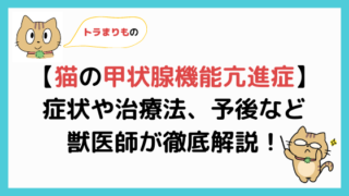 犬が震える6つの理由 対処法も解説