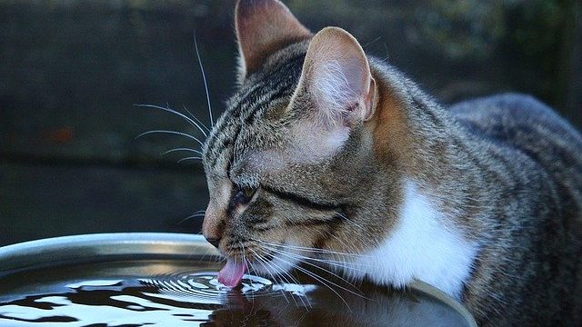 猫の甲状腺機能亢進症まとめ】獣医師が分かりやすく徹底解説！