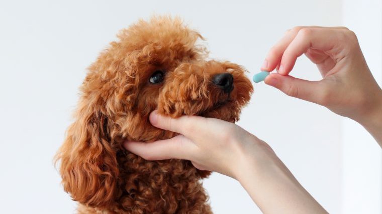 【犬の下痢止め薬】効く薬や市販薬、食事についてを獣医師が解説！