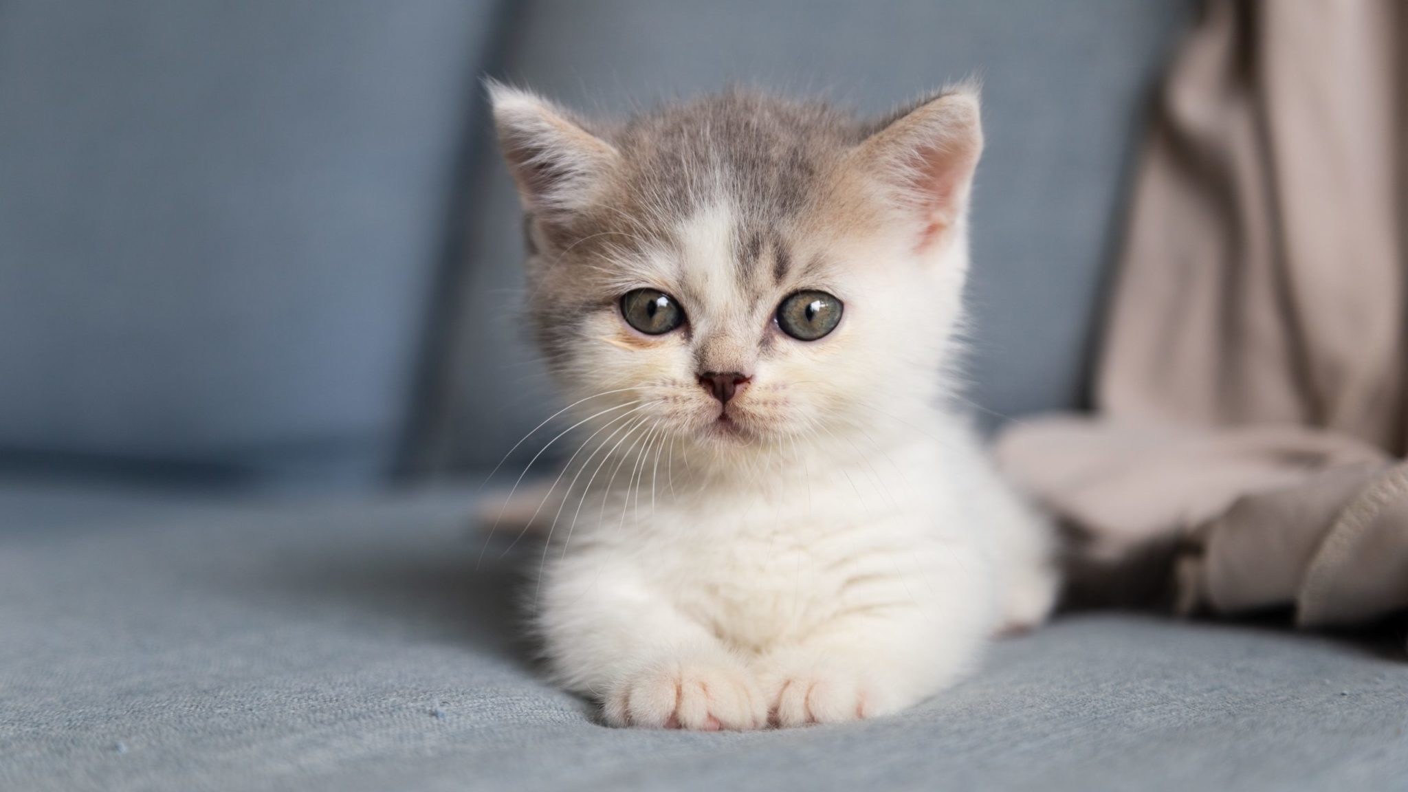 子猫のワクチン｜種類や時期、費用など徹底解説！【健康に過ごす秘訣】