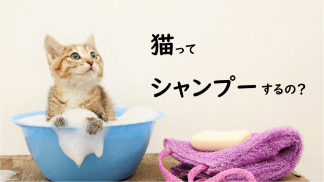 猫の肛門腺絞り 絞らないと破裂する 肛門腺絞りの頻度とは まりも動物病院