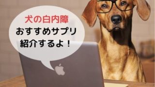 犬の胆泥症 治療法や手術のタイミングなど3つのポイントを解説 まりも動物病院