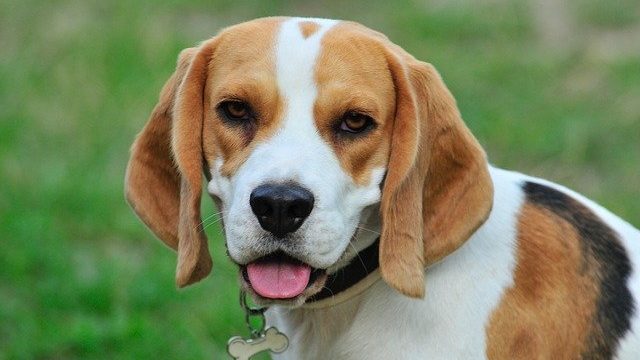 犬の胆泥症 治療法や手術のタイミングなど3つのポイントを解説 まりも動物病院