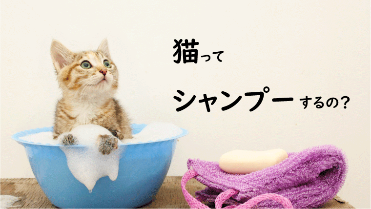 【猫のシャンプー】タオルの使い方や嫌がらないやり方を獣医師が解説！