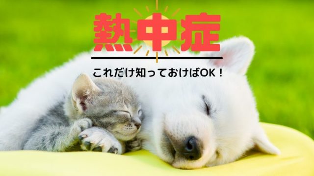 犬猫の心肺蘇生4つの手順 心臓マッサージと人工呼吸のやり方 あなたが救う