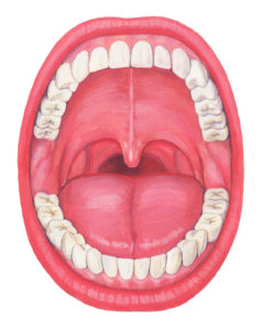 人の歯