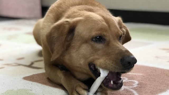 硬いガムを噛んでいる犬