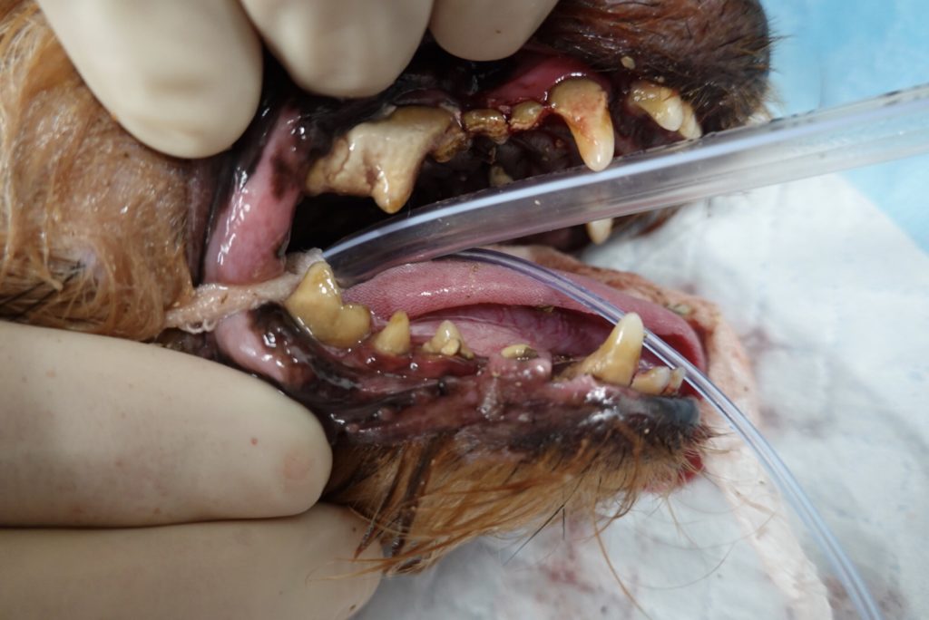 犬の歯石取りは動物病院で 自宅や無麻酔ではできない理由