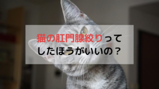 猫に日光浴は必要 4つのメリットとやり方 できない場合の対処法