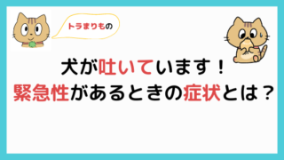 子犬の便からそうめんみたいな白い虫が出たときの原因と対処法