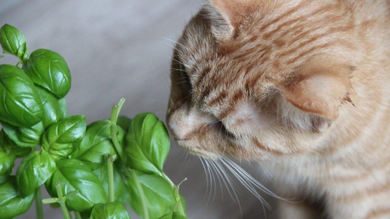 猫にとって安全な観葉植物