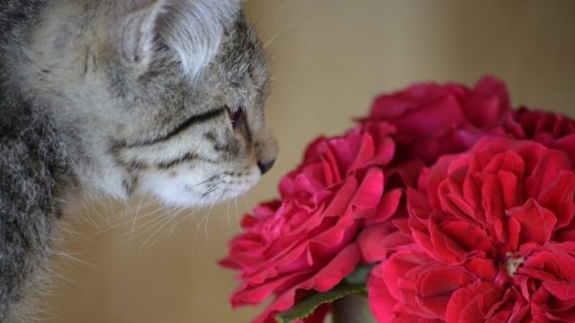【猫で中毒を起こす観葉植物】ユリだけではない！危険な有毒植物と症状、対処法を解説！