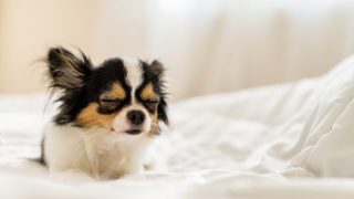 犬がおしりを気にする5つの理由 おしり歩きは注意 解決法はコレだ