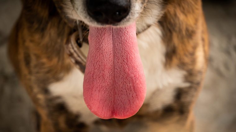 犬の熱中症の原因は『暑い環境に長時間いた』