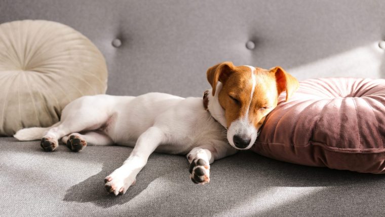犬の急性膵炎の原因は不明