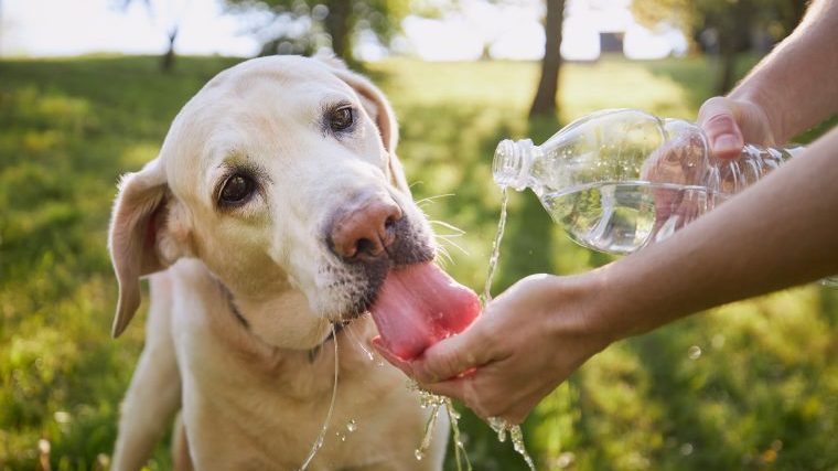 犬の熱中症予防と対策～涼しく！＋水をたくさん飲ませる！