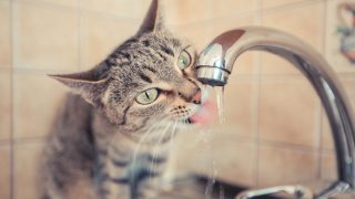 猫の多飲多尿の原因5つ｜ストレスや病気の可能性大【早期発見で健康に】