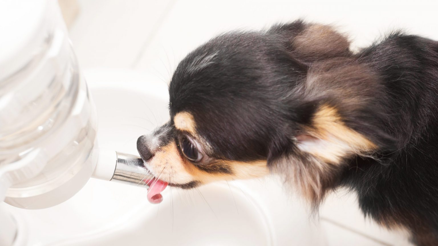 自分 の 尿 を 飲む 犬