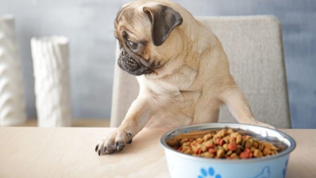 犬が療法食を食べない問題】どうすればいいのか具体的に解説！