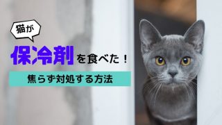 猫の中毒と誤食9選 症状や対処法も解説 実際によくあるモノまとめ