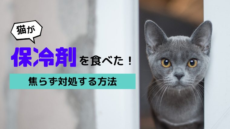 猫が保冷剤を食べた 致死量や症状 対処法などを獣医師が徹底解説