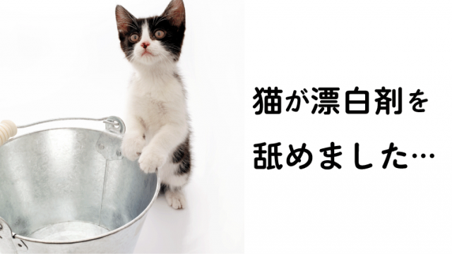 猫が異物を食べた 危険な異物や対処法を徹底解説