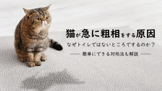 猫の糖尿病まとめ 症状や治療法など獣医師が分かりやすく解説