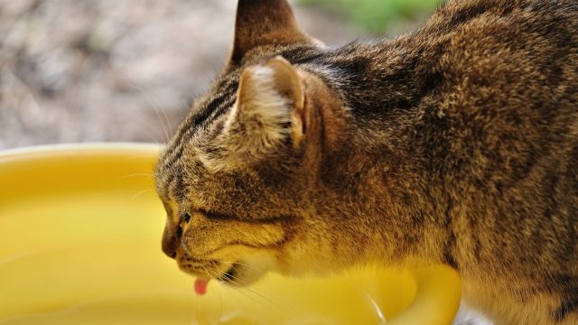 尿石症で水を飲む猫
