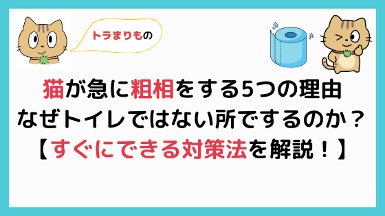 トラまりもの猫が急に粗相をする5つの理由　なぜトイレではないところでするのか？すぐにできる対策法を解説！