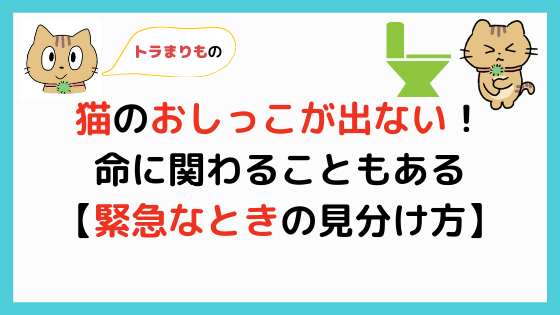 猫のおしっこが出ない！】何度もトイレに行く理由と緊急時の見分け方