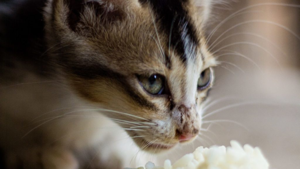 猫の中毒と誤食9選 症状や対処法も解説 実際によくあるモノまとめ