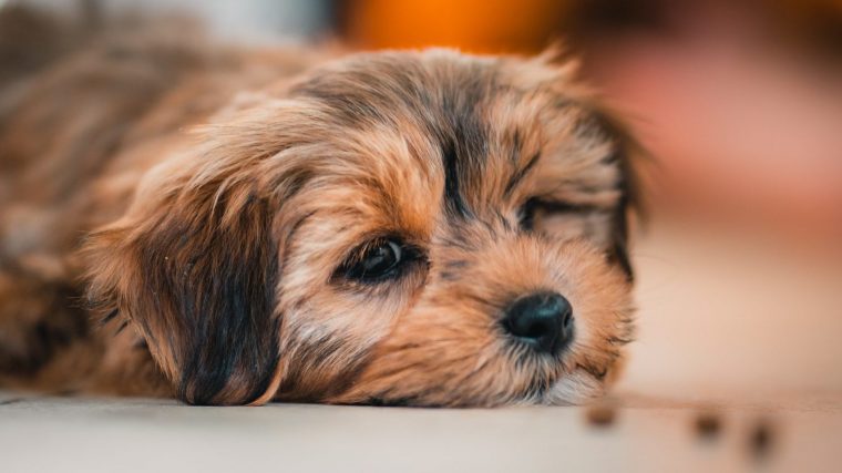おやつが飛び出る Furbo ドックカメラ が留守番におすすめ