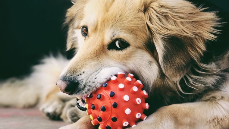 子犬のしつけに役立つ10のヒント