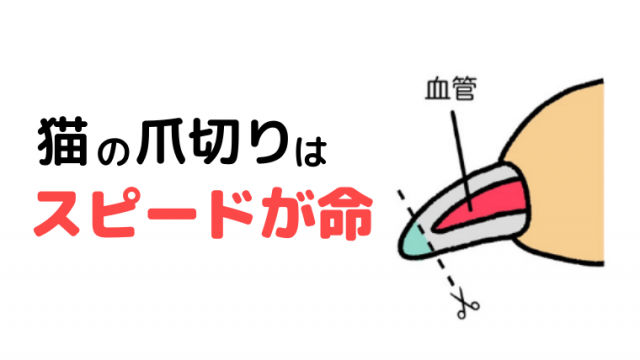 猫のシャンプー】タオルの使い方や嫌がらないやり方を獣医師が解説 