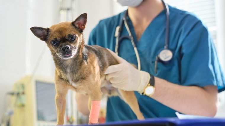 犬の膝蓋骨脱臼（パテラ）の診断は、触診とレントゲン検査