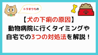 まとめ 子犬の便についての5つの悩みを解決 健康に過ごす方法