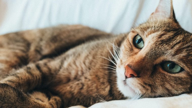 猫の変形性関節症の3つの治療法