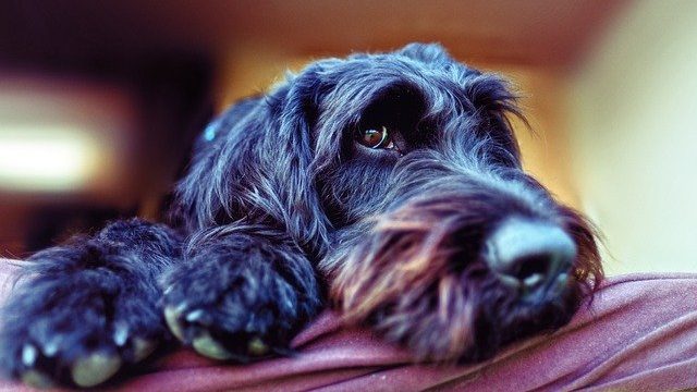 犬の膵炎の症状は様々